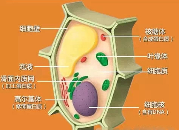 怎樣辨別一臺料理機(jī)是真破壁料理機(jī)？